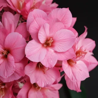 phone wallpaper pink