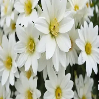 background white flower