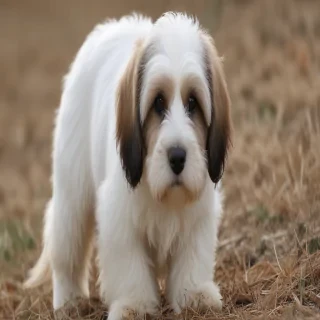 petit basset griffon vendeen