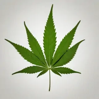 pot leaf png