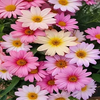 summer flowers wallpaper iphone
