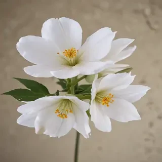 aesthic flower