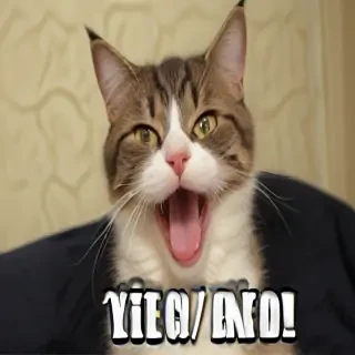 funny pics