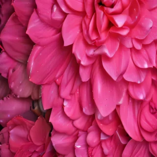 hot pink wallpaper for iphone