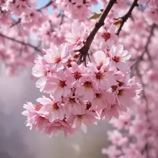 cherry blossom background wallpaper