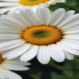 daisy wallpaper iphone
