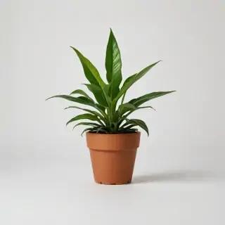 plant no background