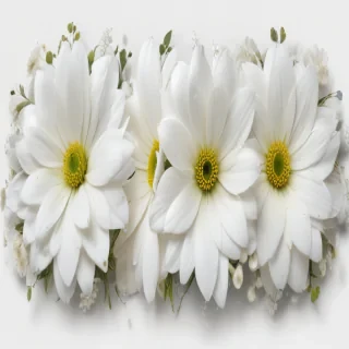 white flower png