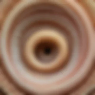 ring worm images