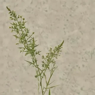 weeds png
