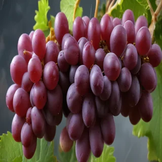 grapes png