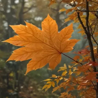 autumn leaves png