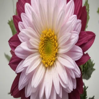 chrysanthemum png