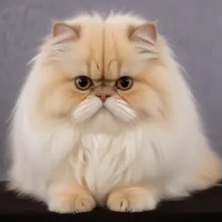 persian breed