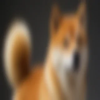 shiba dog