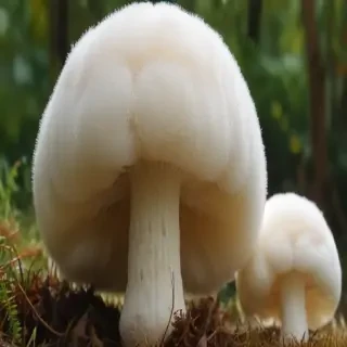 puffball mushroom