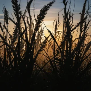 grass silhouette