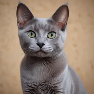 russian blue cat breed