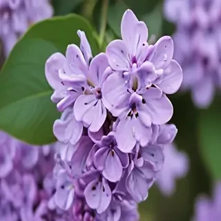 lilac iphone wallpaper
