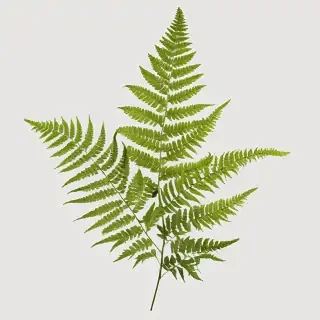 transparent fern png