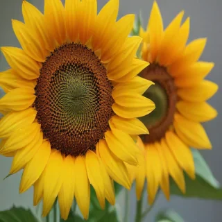 iphone cute sunflower wallpaper