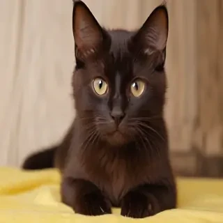 york chocolate cat breed