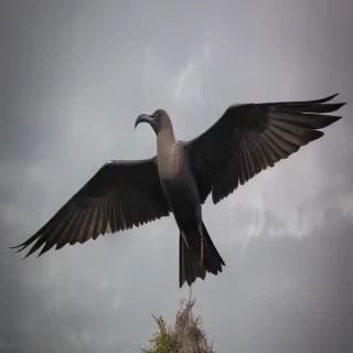 frigate bird
