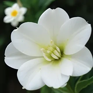 white flower wallpaper