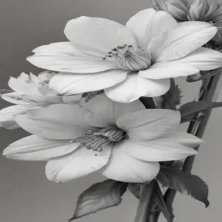 pencil drawings of flowers