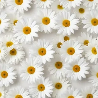 white flowers on white background