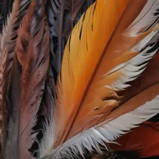 feather background