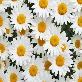 daisy background
