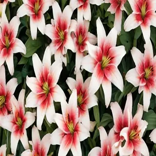 lily background