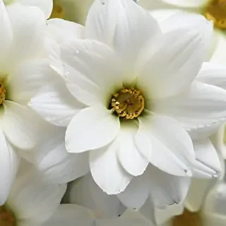 white flower wallpaper