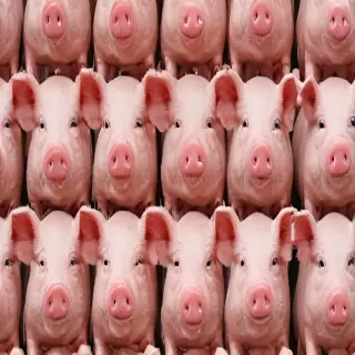 pig background