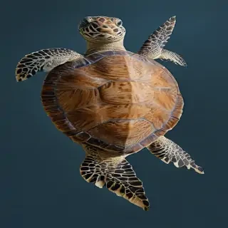 sea turtle png