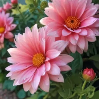 full screen flower wallpaper hd