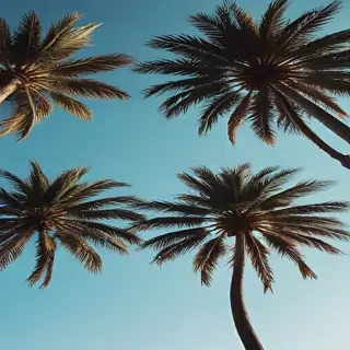 palm trees background