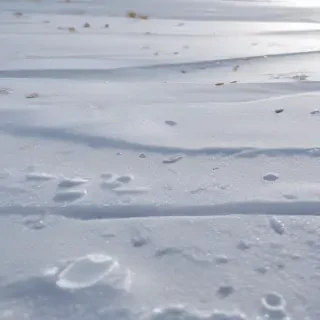 transparent snow