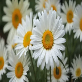 daisy desktop wallpaper