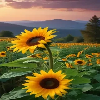 sunflower wallpapers