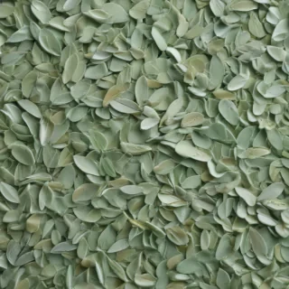 aesthetic sage green