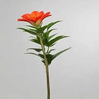 plant no background