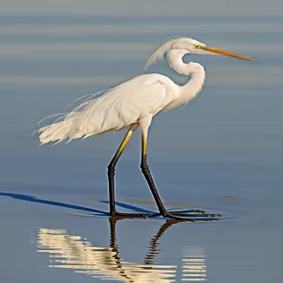 egret bird