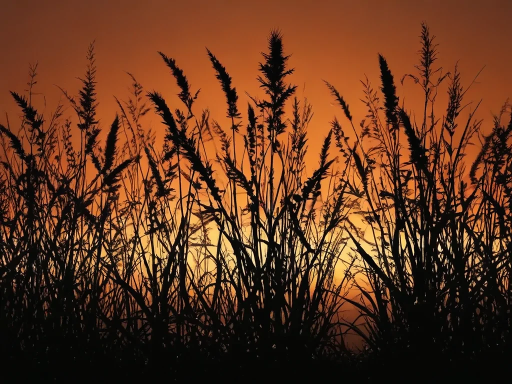 grass silhouette