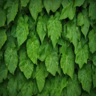 leaf background green