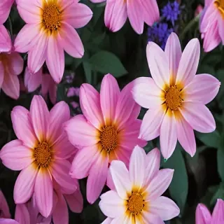 iphone background flowers