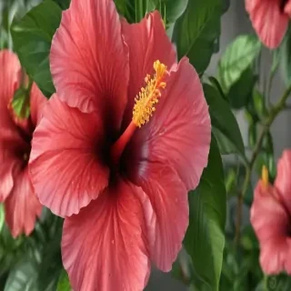 hibiscus flower png
