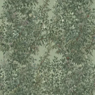 sage aesthetic wallpaper