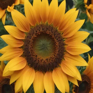 sunflower outline